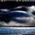 Moonlight Sea Animated
