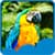 New Parrots Live Wallpapers