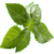 Benefits of Basil