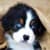 Cute Dog Wallpaper 2024