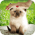 Pat a Kitten
