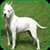 Pitbull hd