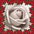 Best Roses Photo Collage Editor