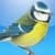 Garden Birds of Britain and Ireland