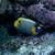 Amazing Pictures Blue Sea Coral Live Wallpaper