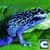 Frog Survival Simulator