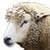 Runner Sheep
