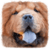 Best Dog Names app