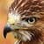 Bird Of Prey Live Wallpaper