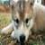 Wolf cub around the world