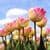 Tulips Wallpaper
