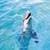 Cute Dolphin Live Wallpaper Free