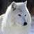 Animal Wallpapers-