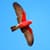 Birds Live Wallpapers Top