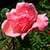 1031 Flowers Wallpapers