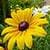 1048 Flowers Wallpapers