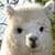 Alpaca Sheared Live Wallpaper