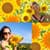 Sunflowers Photo Collage