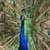 Peacock Peafowl Live Wallpaper Free