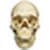 Skull wallpaper photo