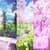 Cherry Blossoms LWP
