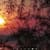 Nature Live Wallpaper 2