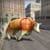Angry Bull Fight Shooting