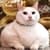 A Talking Fat Cat