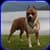 Pitbull Images