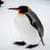 penguins around the world 4k