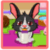 Cute Bunny Care