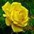 1022 Flowers Wallpapers