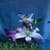 Magical Flowers LWP