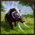 Boar Leader Simulator