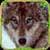 Furious Wolf Simulator