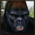 Crazy Gorilla Rampage