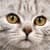 Cute Cat Wallpaper 2024