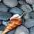 Shell in Water LWP