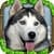 Stray Dog Simulator maximum