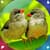 Latest Birds Live Wallpapers