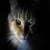 Pictures of cats 4K