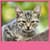 Cat Live Wallpapers Free
