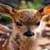 deer cub around the world
