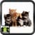 Pictures Of Cats