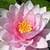 1042 Flowers Wallpapers