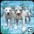 White Wild Tiger Family Survival 3D