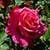 1035 Flowers Wallpapers