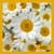 Beautiful Flower Wallpapers