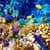 Sea Creatures Live Wallpapers