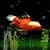 GOLDFISH UNDERWATER LWP